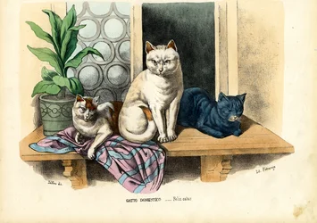 Domestic Cat, 1863-79